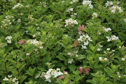  Pluimhortensia (Hydrangea Paniculata 'Dart's Little Dot')
