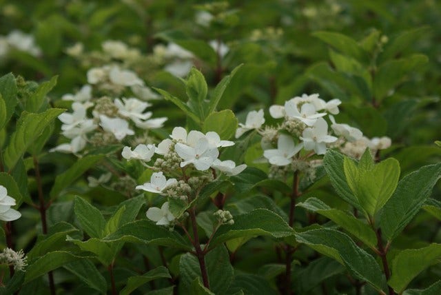  Pluimhortensia (Hydrangea Paniculata 'Dart's Little Dot')