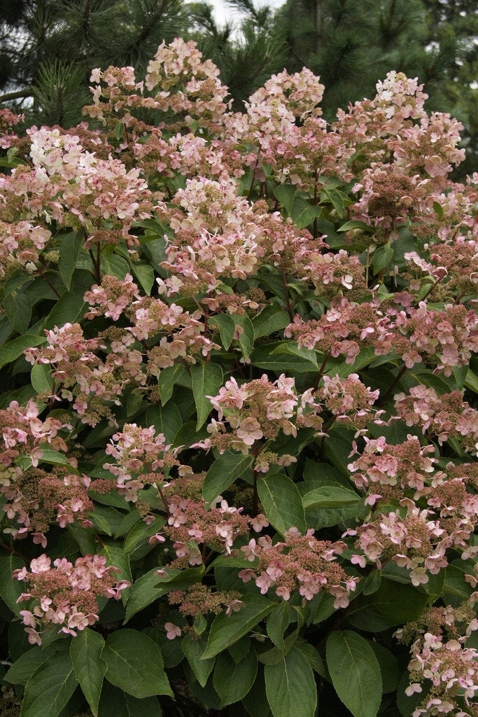  Pluimhortensia (Hydrangea Paniculata 'Dharuma')