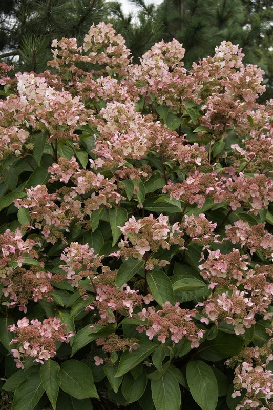  Pluimhortensia (Hydrangea Paniculata 'Dharuma')