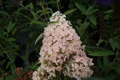  Hortensia (Hydrangea Paniculata 'Grandiflora')