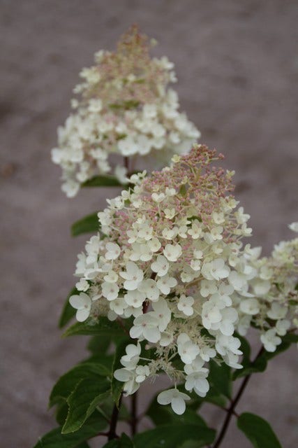  Hortensia (Hydrangea Paniculata 'Grandiflora')