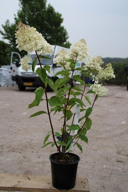  Hortensia (Hydrangea Paniculata 'Grandiflora')