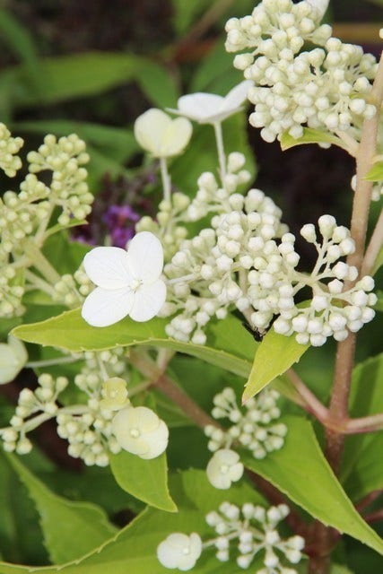  Pluimhortensia (Hydrangea Paniculata 'Kyushu')