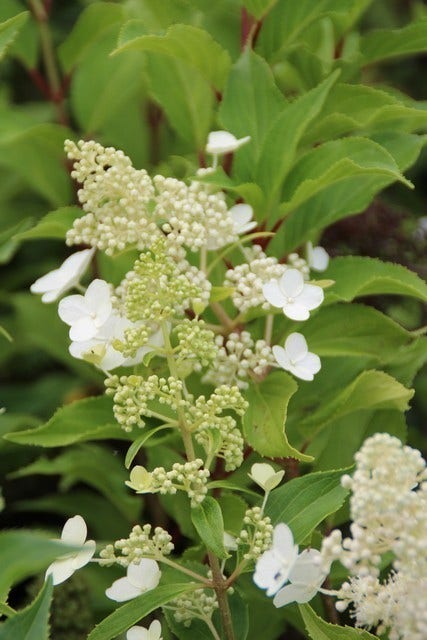  Pluimhortensia (Hydrangea Paniculata 'Kyushu')
