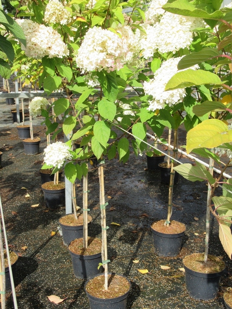  Pluimhortensia Op Stam (Hydrangea Paniculata 'Limelight' Stam)