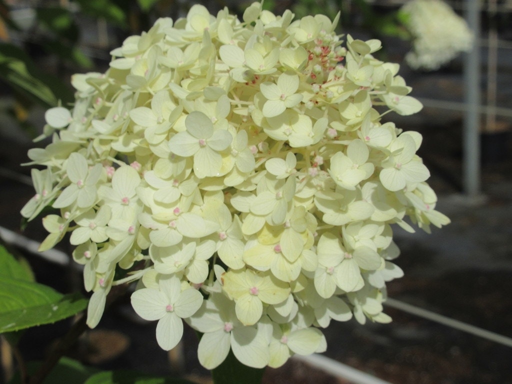  Pluimhortensia Op Stam (Hydrangea Paniculata 'Limelight' Stam)
