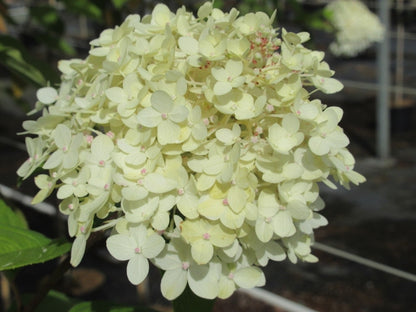  Pluimhortensia Op Stam (Hydrangea Paniculata 'Limelight' Stam)