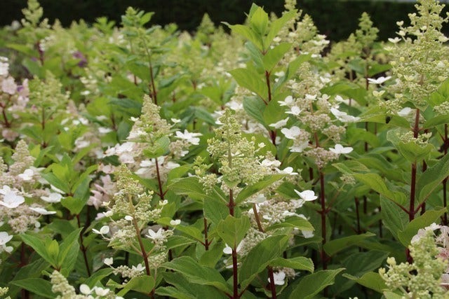  Pluimhortensia (Hydrangea Paniculata 'Pink Diamond')