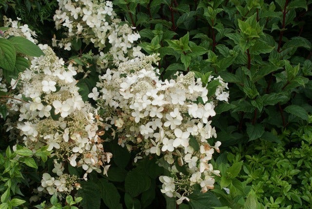  Pluimhortensia (Hydrangea Paniculata 'Pink Diamond')