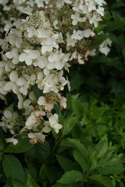  Pluimhortensia (Hydrangea Paniculata 'Pink Diamond')
