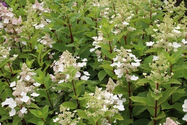  Pluimhortensia (Hydrangea Paniculata 'Pink Diamond')