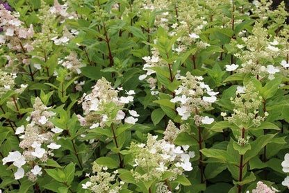  Pluimhortensia (Hydrangea Paniculata 'Pink Diamond')