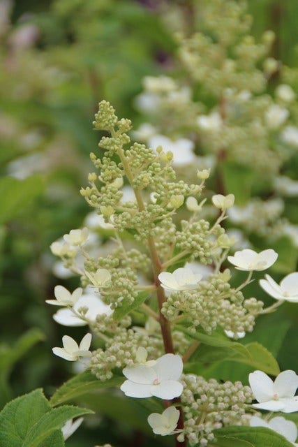  Pluimhortensia (Hydrangea Paniculata 'Pink Diamond')