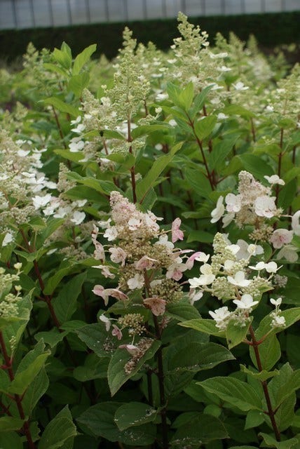  Pluimhortensia (Hydrangea Paniculata 'Pink Diamond')