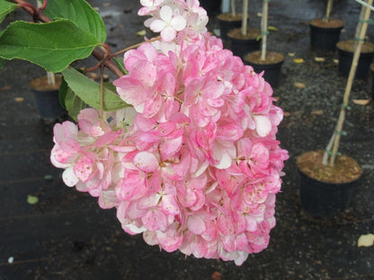  Pluimhortensia Op Stam (Hydrangea Paniculata 'Pinky Winky')