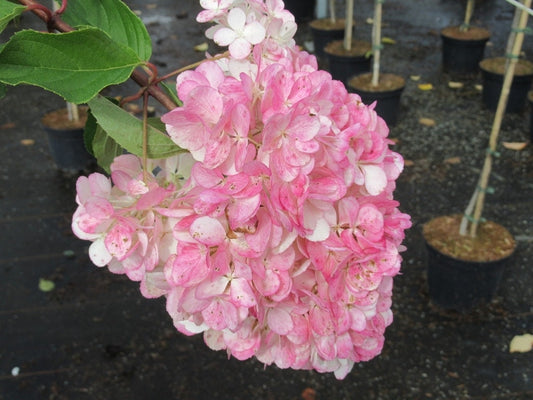  Pluimhortensia Op Stam (Hydrangea Paniculata 'Pinky Winky')