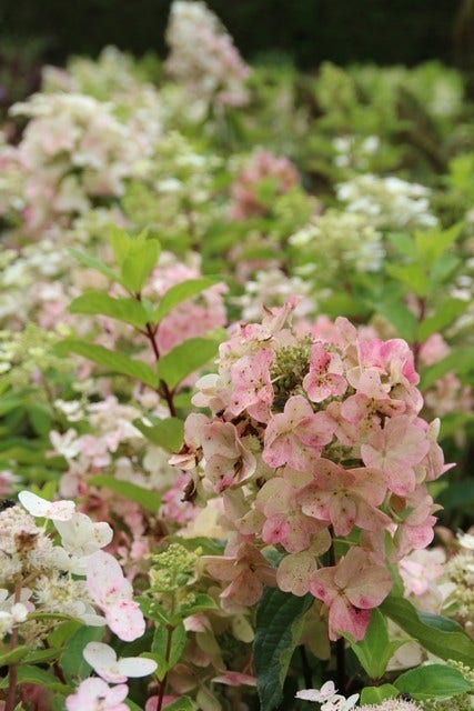  Pluimhortensia (Hydrangea Paniculata 'Unique')
