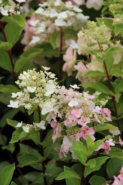  Pluimhortensia (Hydrangea Paniculata 'Unique')
