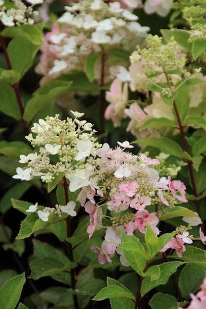  Pluimhortensia (Hydrangea Paniculata 'Unique')