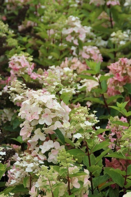  Pluimhortensia (Hydrangea Paniculata 'Unique')