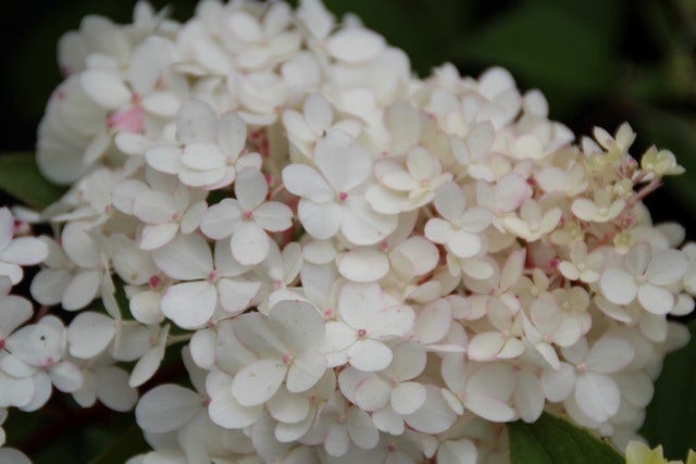  Pluimhortensia (Hydrangea Paniculata 'Vanille Fraise')