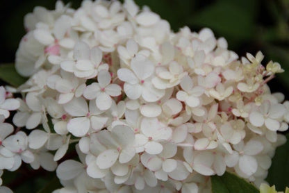  Pluimhortensia (Hydrangea Paniculata 'Vanille Fraise')
