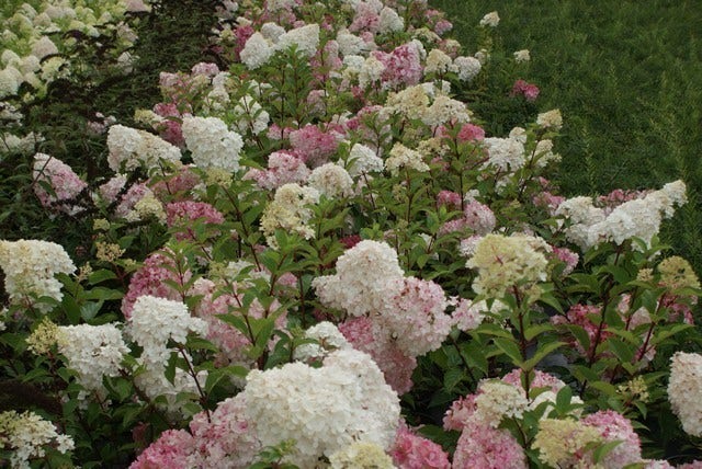 Pluimhortensia (Hydrangea Paniculata 'Vanille Fraise')