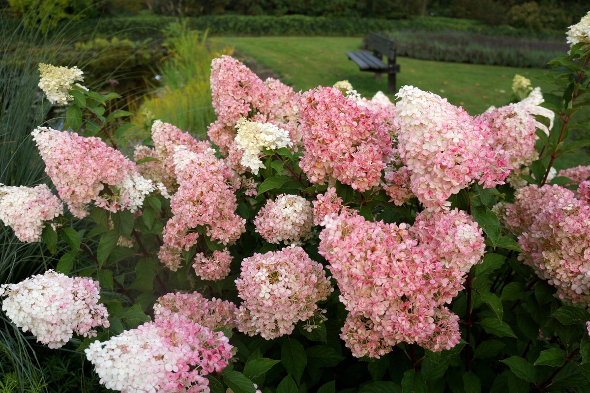  Pluimhortensia (Hydrangea Paniculata 'Vanille Fraise')
