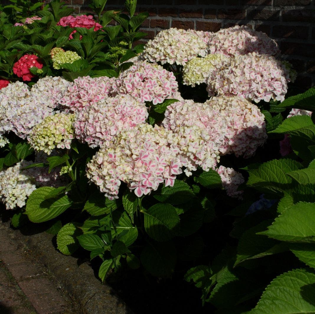  Hortensia (Hydrangea 'Peppermint')