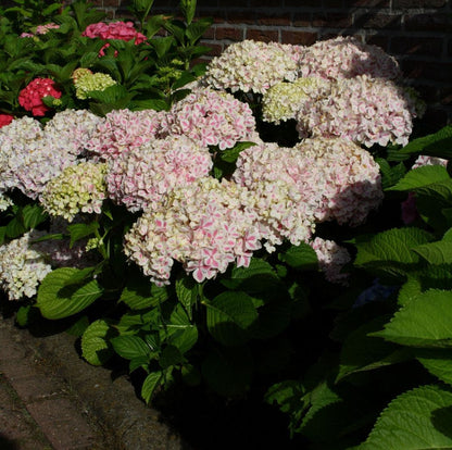  Hortensia (Hydrangea 'Peppermint')
