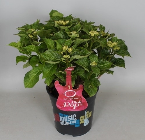  Hortensia Pink Pop (Hydrangea 'Music Collection')