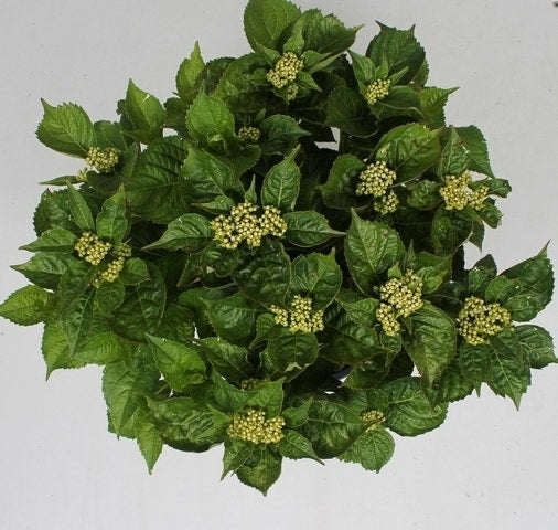 Hortensia Pink Pop (Hydrangea 'Music Collection')