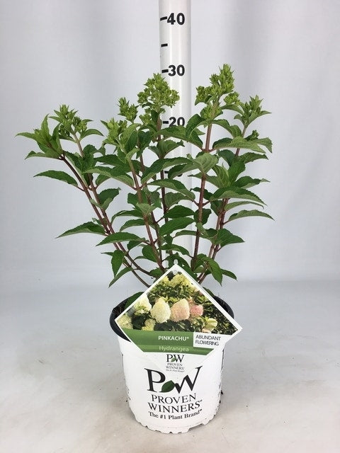  Pluimhortensia (Hydrangea Paniculata 'Pinkachu')
