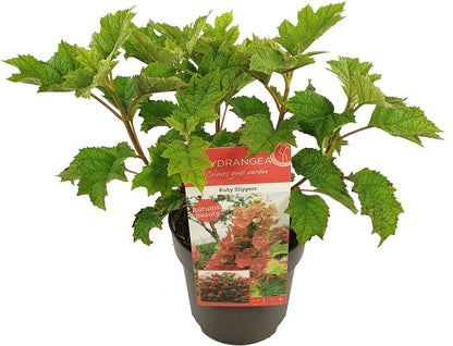  Eikenbladhortensia (Hydrangea Quercifolia 'Ruby Slippers')