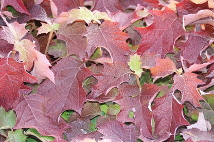  Eikenbladhortensia (Hydrangea Quercifolia)