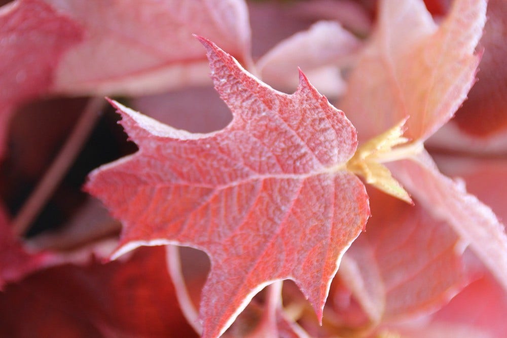  Eikenbladhortensia (Hydrangea Quercifolia)