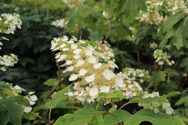  Eikenbladhortensia (Hydrangea Quercifolia)