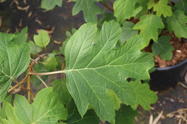  Eikenbladhortensia (Hydrangea Quercifolia)