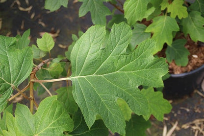  Eikenbladhortensia (Hydrangea Quercifolia)