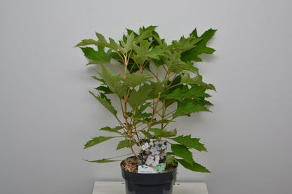  Eikenbladhortensia (Hydrangea Quercifolia)