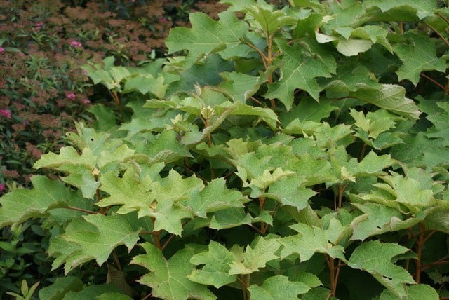  Eikenbladhortensia (Hydrangea Quercifolia 'Snow Queen')
