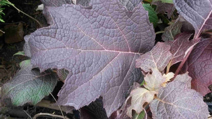  Eikenbladhortensia (Hydrangea Quercifolia 'Snow Queen')