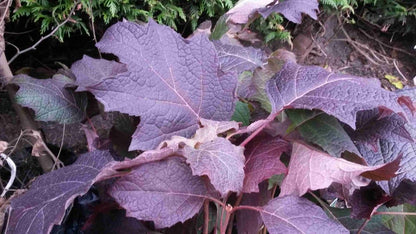  Eikenbladhortensia (Hydrangea Quercifolia 'Snow Queen')
