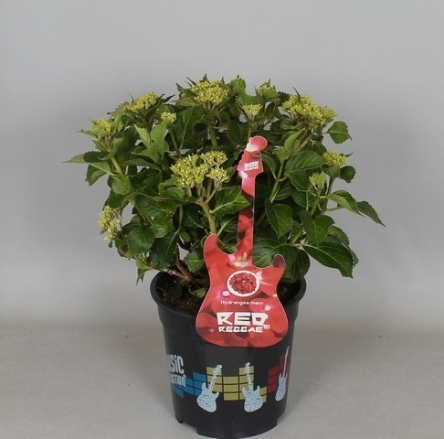  Hortensia Red Reggae (Hydrangea 'Music Collection')