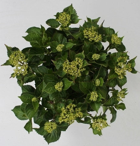  Hortensia Red Reggae (Hydrangea 'Music Collection')
