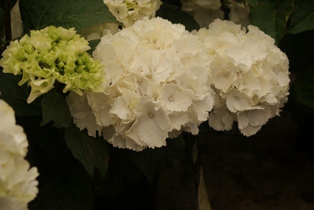  Hortensia (Hydrangea Macrophylla 'Schneeball')