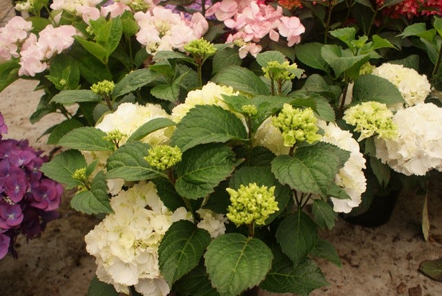  Hortensia (Hydrangea Macrophylla 'Schneeball')
