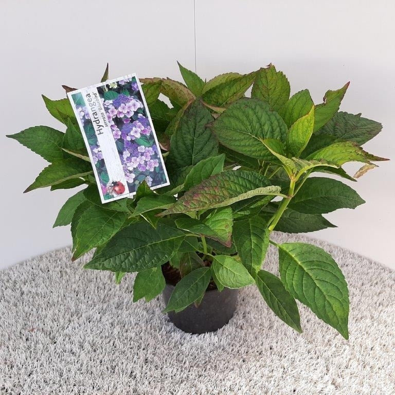  Hortensia (Hydrangea Serrata 'Bluebird')