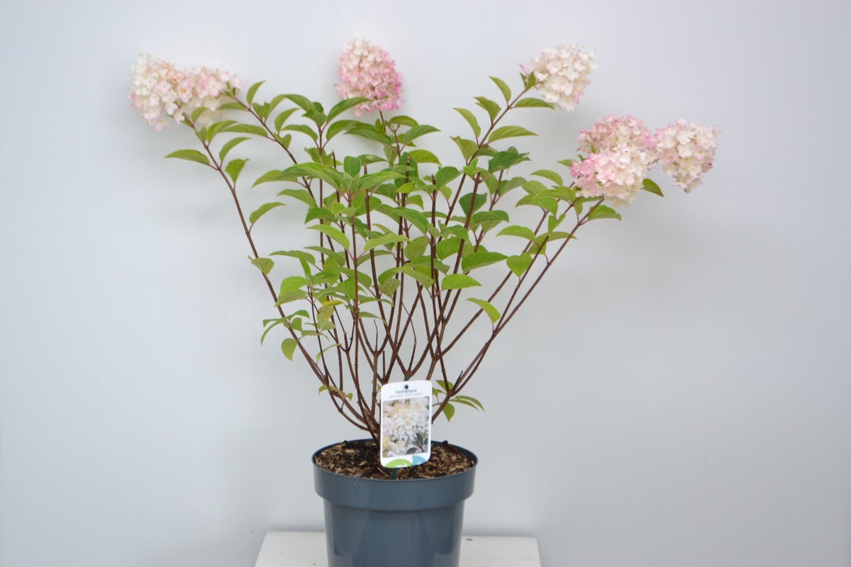  Pluimhortensia (Hydrangea Paniculata 'Silver Dollar')